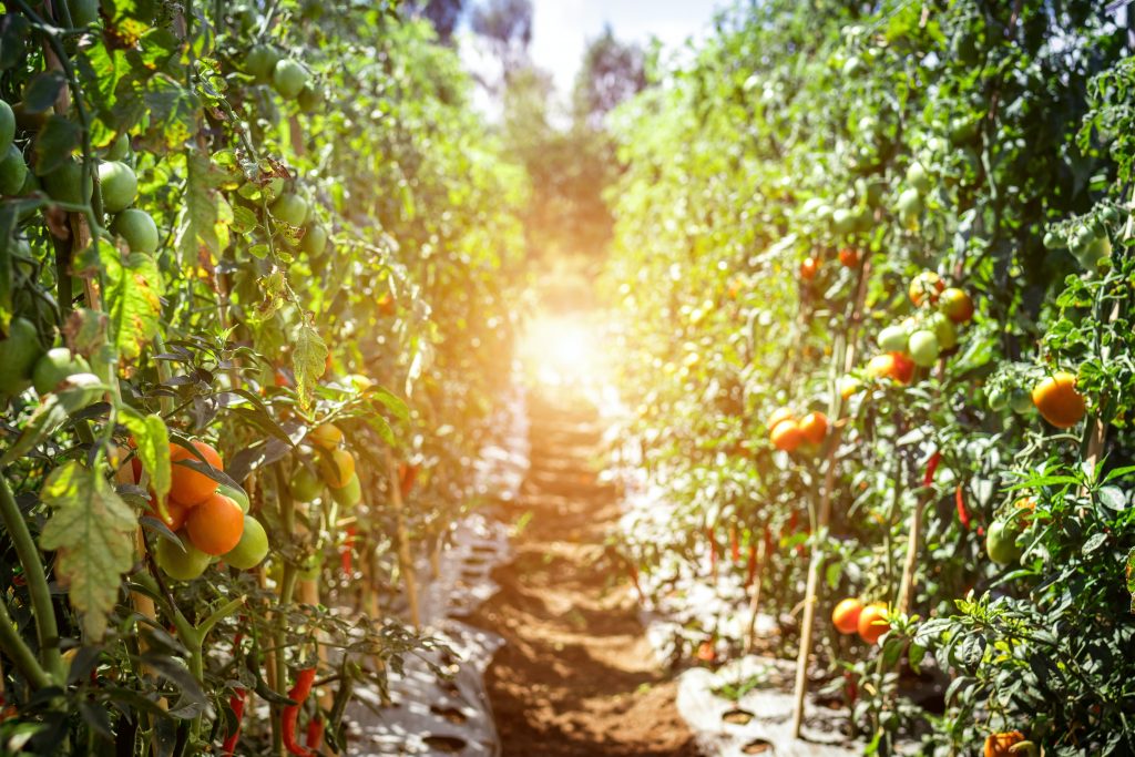 pathway between tomato fruits 1675211 at omgloh.com